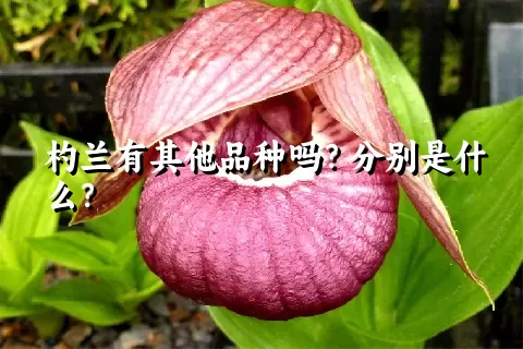 杓兰有其他品种吗？分别是什么？
