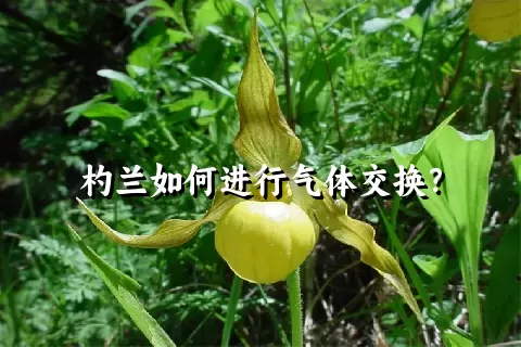 杓兰如何进行气体交换？
