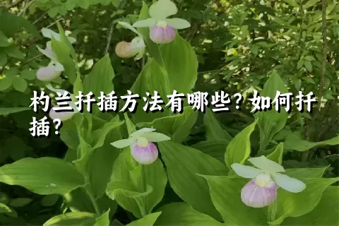 杓兰扦插方法有哪些？如何扦插？
