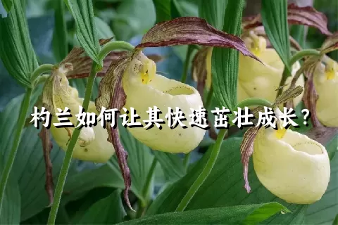 杓兰如何让其快速茁壮成长？