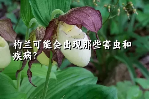 杓兰可能会出现那些害虫和疾病？