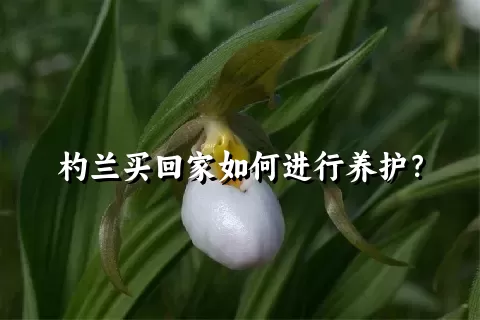 杓兰买回家如何进行养护？