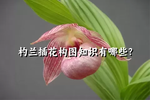 杓兰插花构图知识有哪些？