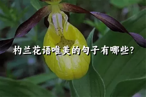 杓兰花语唯美的句子有哪些？