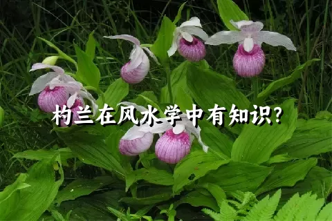 杓兰在风水学中有知识？