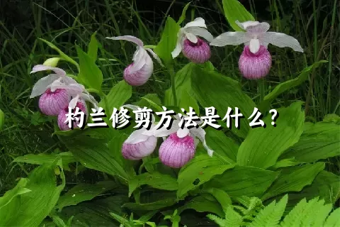 杓兰修剪方法是什么？