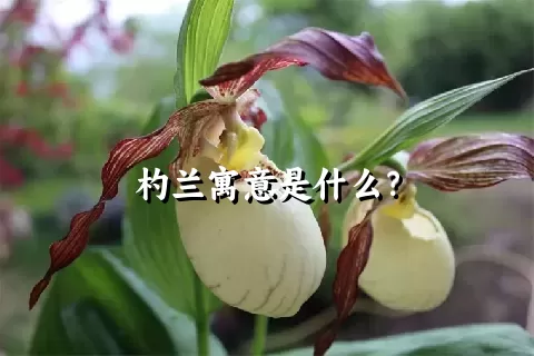 杓兰寓意是什么？