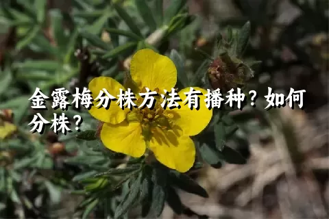 金露梅分株方法有播种？如何分株？