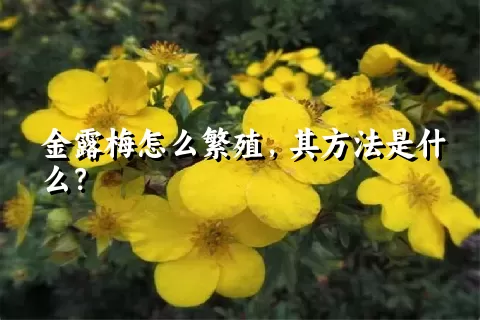 金露梅怎么繁殖，其方法是什么？
