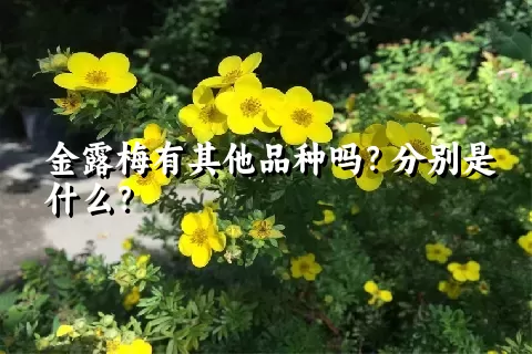 金露梅有其他品种吗？分别是什么？
