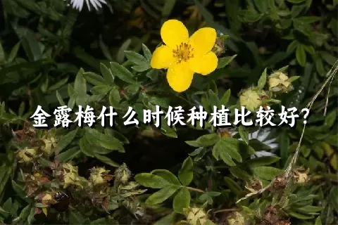 金露梅什么时候种植比较好？