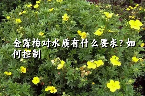 金露梅对水质有什么要求？如何控制