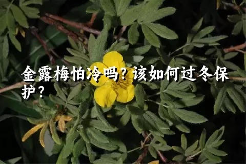 金露梅怕冷吗？该如何过冬保护？