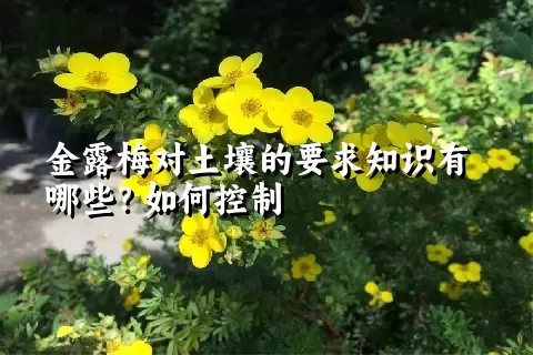 金露梅对土壤的要求知识有哪些？如何控制