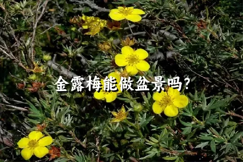 金露梅能做盆景吗？