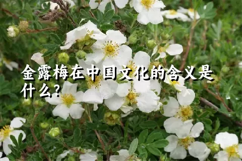 金露梅在中国文化的含义是什么？