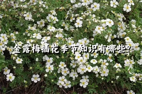 金露梅插花季节知识有哪些？