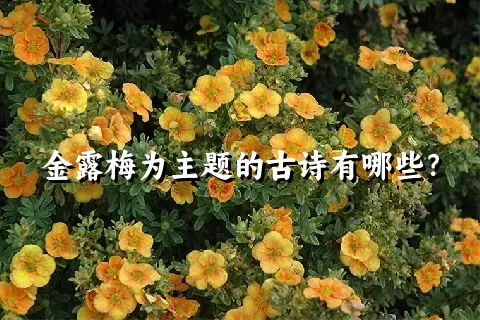 金露梅为主题的古诗有哪些？