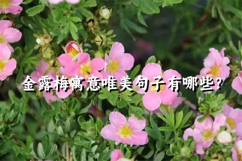 金露梅寓意唯美句子有哪些？