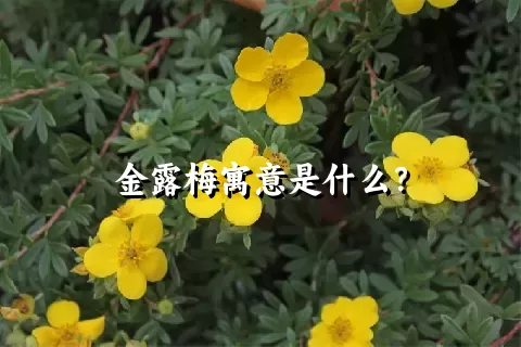 金露梅寓意是什么？