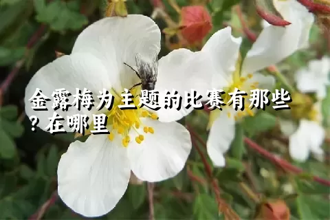 金露梅为主题的比赛有那些？在哪里