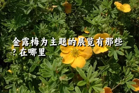 金露梅为主题的展览有那些？在哪里