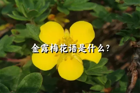 金露梅花语是什么？
