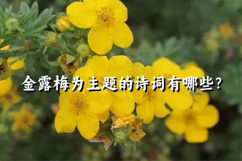 金露梅为主题的诗词有哪些？