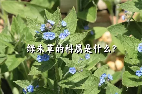 绿朱草的科属是什么？