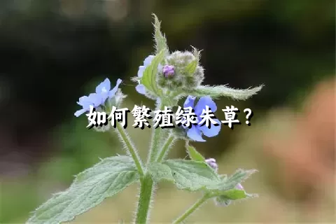 如何繁殖绿朱草？
