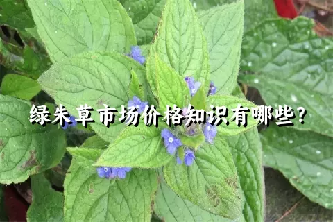 绿朱草市场价格知识有哪些？