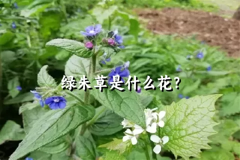 绿朱草是什么花？