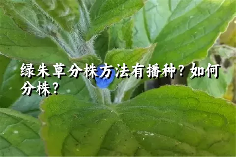 绿朱草分株方法有播种？如何分株？