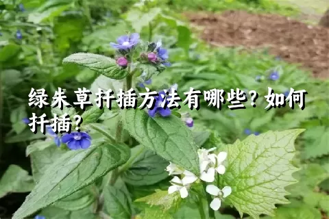 绿朱草扦插方法有哪些？如何扦插？