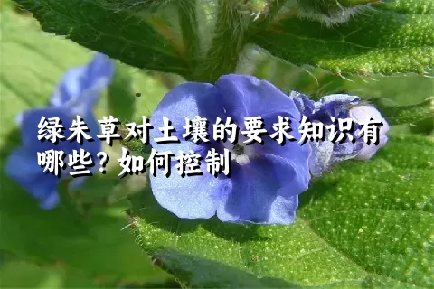 绿朱草对土壤的要求知识有哪些？如何控制