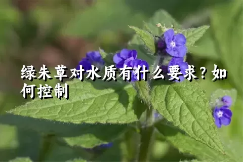 绿朱草对水质有什么要求？如何控制
