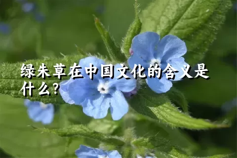 绿朱草在中国文化的含义是什么？