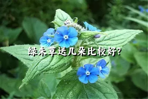 绿朱草送几朵比较好？