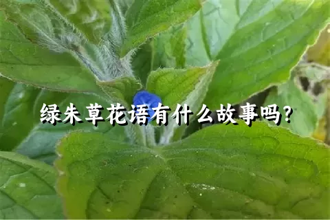 绿朱草花语有什么故事吗？