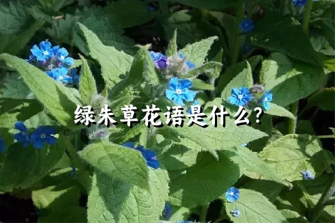 绿朱草花语是什么？