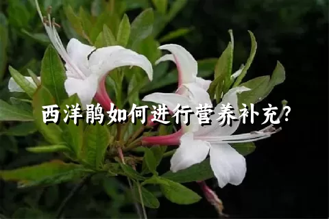西洋鹃如何进行营养补充？