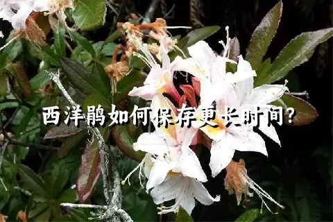 西洋鹃如何保存更长时间？