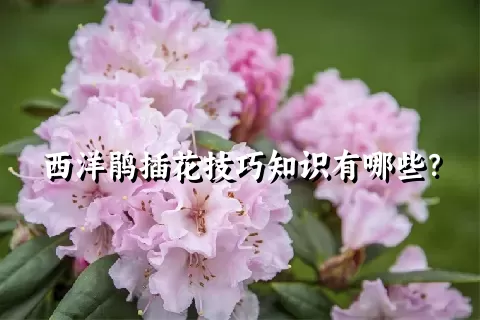 西洋鹃插花技巧知识有哪些？