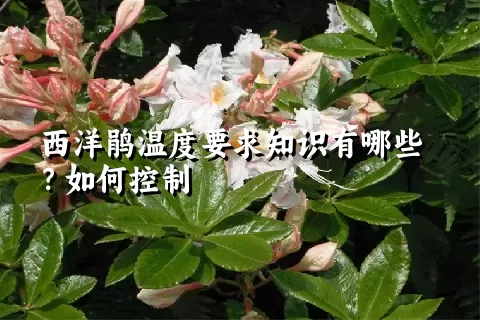 西洋鹃温度要求知识有哪些？如何控制