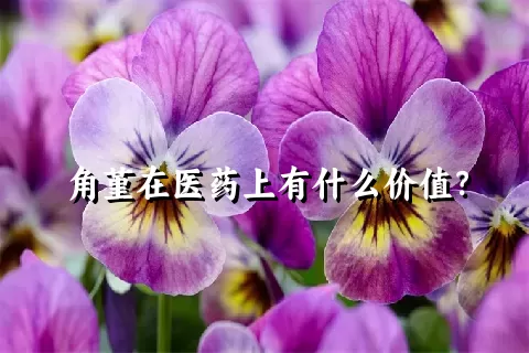 角堇在医药上有什么价值？