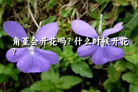 角堇会开花吗？什么时候开花？