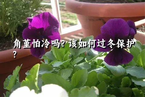 角堇怕冷吗？该如何过冬保护？
