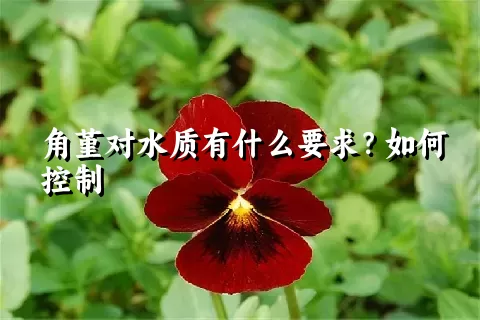 角堇对水质有什么要求？如何控制