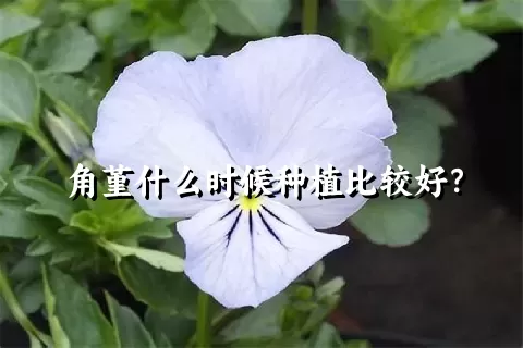 角堇什么时候种植比较好？