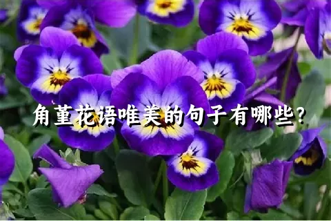 角堇花语唯美的句子有哪些？